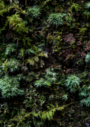Forest Wall Growth