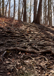 Tree Root Hillside