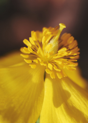 Celandine Poppy Center