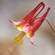 Rocket Flower
