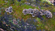 Polypore Mushroom Log