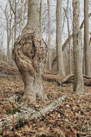 Tree Bulge