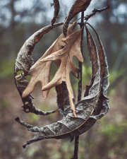 Winter Worn Leaves