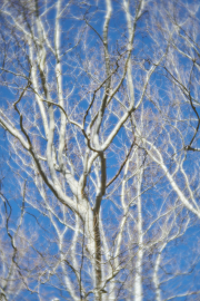 Tangled Limbs