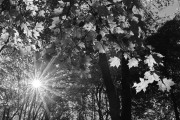 Sun Star Leaves