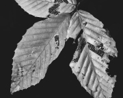 Beech Textures B&W