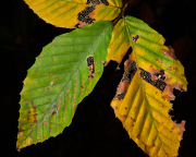 Multi-Colored Beech Leaves