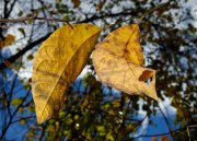 Hanging Spice Bush Leaves
