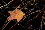 Red Maple Leaf Caught