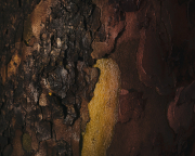Bark Textures