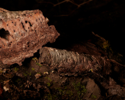 Circular Bark