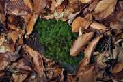 Green Patch