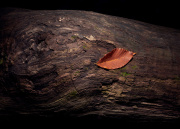 Lone Leaf