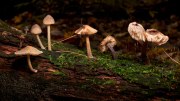 Tree Mushrooms