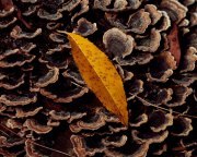 Leaf & Fungi