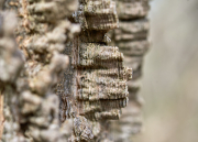 Bark Layers