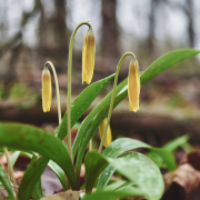 Closed Fawn Lily Blooms