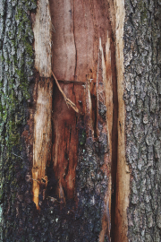 Split Tree