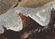 Leaf Bubbles