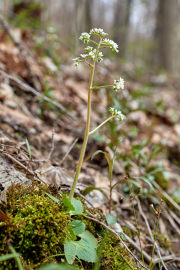 Lungwort