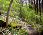 Forrest Spring Green