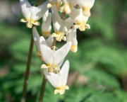 Dutchman’s-breeches
