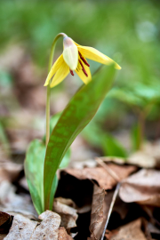Yellow Adder’s-Tongue
