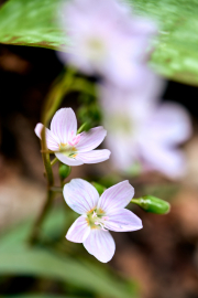 Spring-beauty