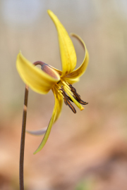 Yellow Trout Lily