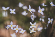 Bluets