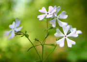 Wild Blue Phlox
