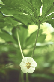Mayapple