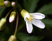 Cutleaf Toothwort