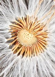 Center of Fluff