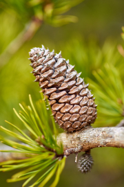 Pine Cone Scales
