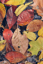 Waterlogged Autumn Leaves