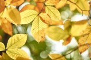 American Beech Leaves
