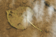 Submerged Leaf