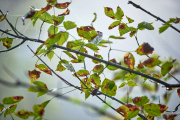 summer18nature4595Aug-12-2018