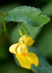 summer18nature4800Aug-12-2018