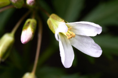 Cutleaf Toothwort