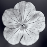 Wild Geranium