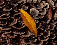 Leaf & Fungi