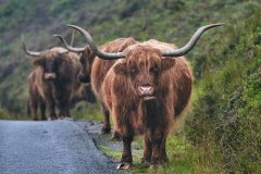 Fierce Horns