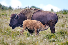 Bison Ma & Calf
