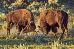 Hard Headed Bison