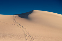 The Dunes Remember Nothing