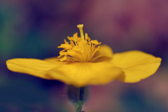 Tiny Burst of Sushine