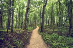 Into the Quiet