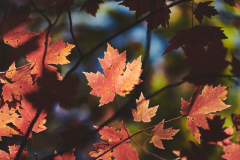 The Slow Burn of Fall